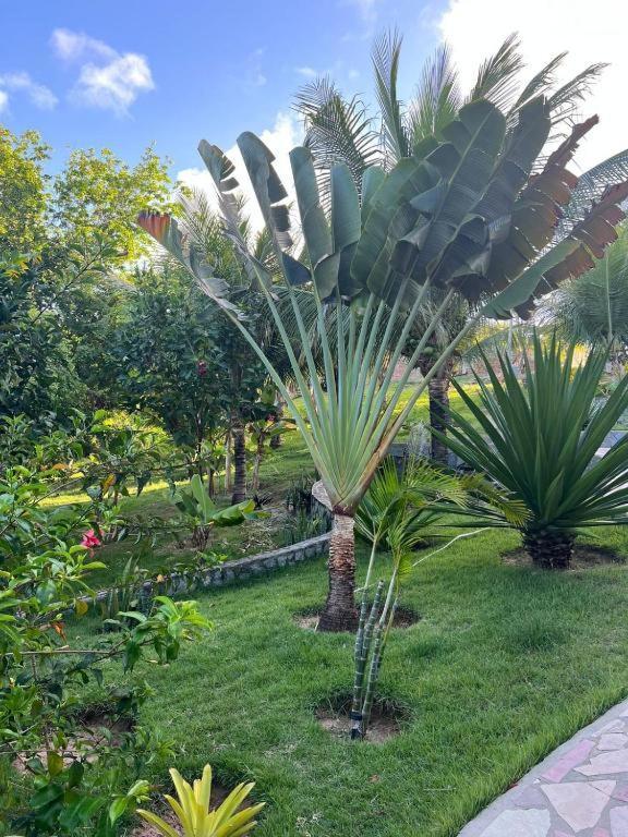 Pipa Golfinhos Hotell Praia de Pipa Eksteriør bilde